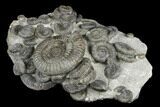 Fossil Ammonite (Dactylioceras) Cluster - Sandsend, England #176299-3